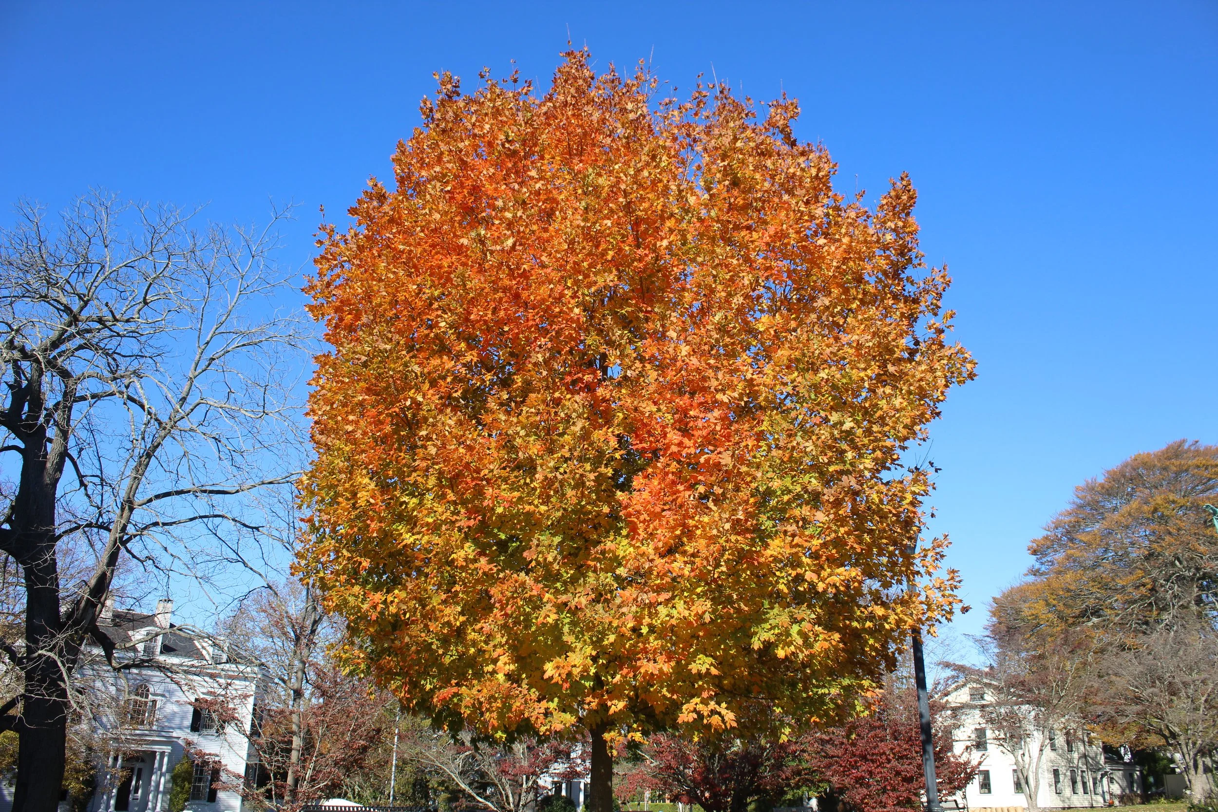 むぎゅうさ「Autumnal tints」 Red Leaf Buy Acer truncatum x 'Urban Sunset' Shantung Maple — Mr